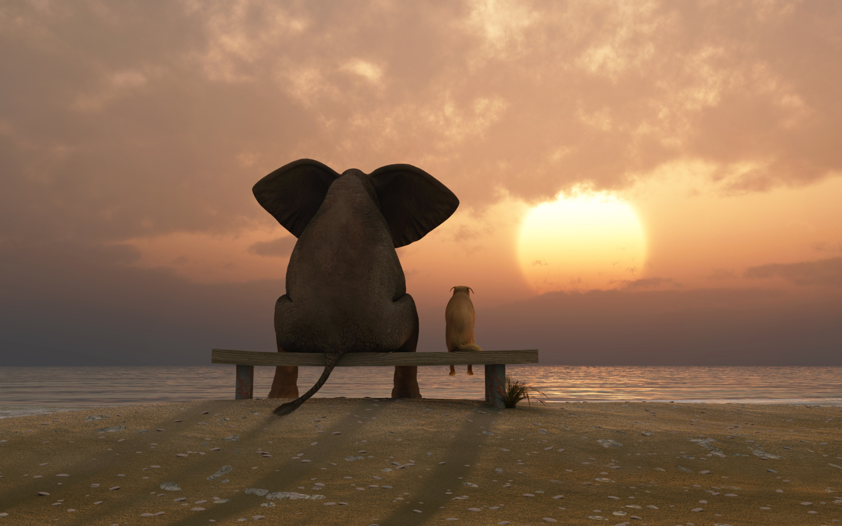 Fondo de pantalla Elephant And Dog Looking At Sunset 1680x1050