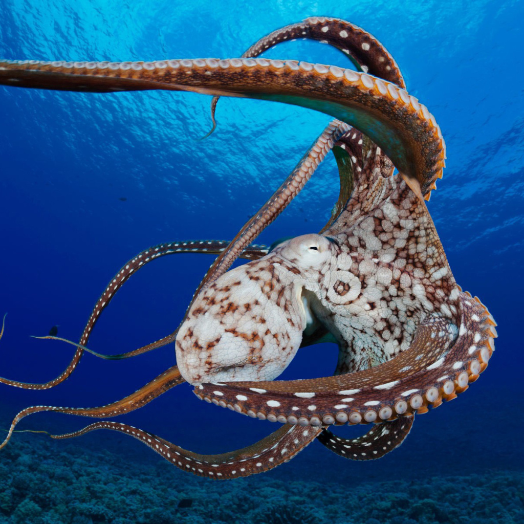 Обои Octopus in the Atlantic Ocean 1024x1024