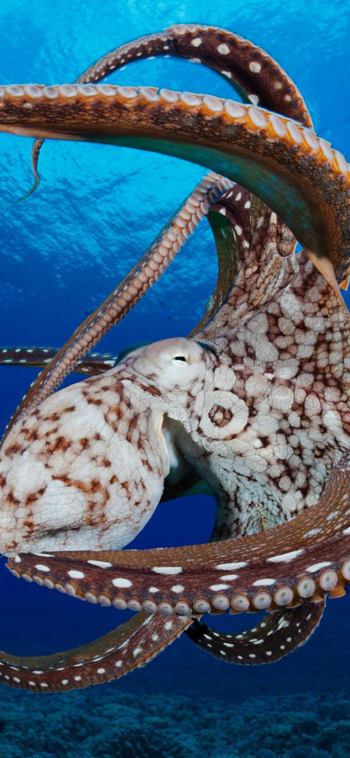 Octopus in the Atlantic Ocean wallpaper 1170x2532