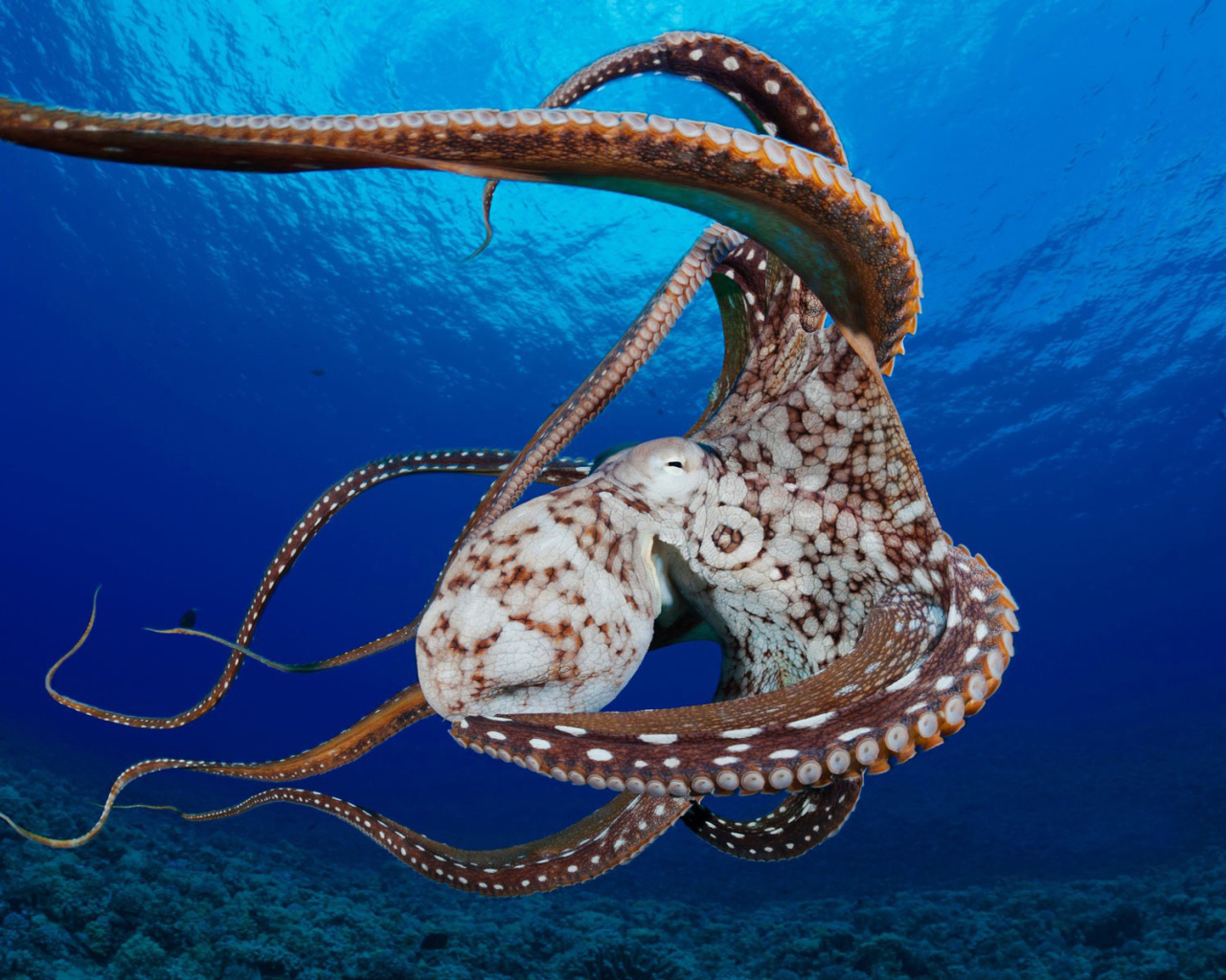 Octopus in the Atlantic Ocean wallpaper 1280x1024