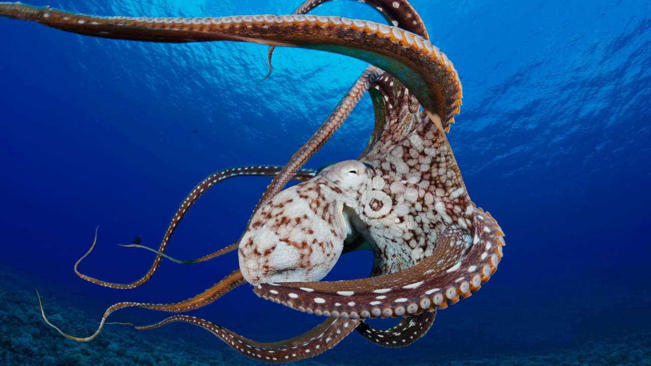 Screenshot №1 pro téma Octopus in the Atlantic Ocean 1280x720