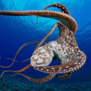 Das Octopus in the Atlantic Ocean Wallpaper 128x128