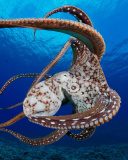 Octopus in the Atlantic Ocean wallpaper 128x160