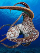 Fondo de pantalla Octopus in the Atlantic Ocean 132x176