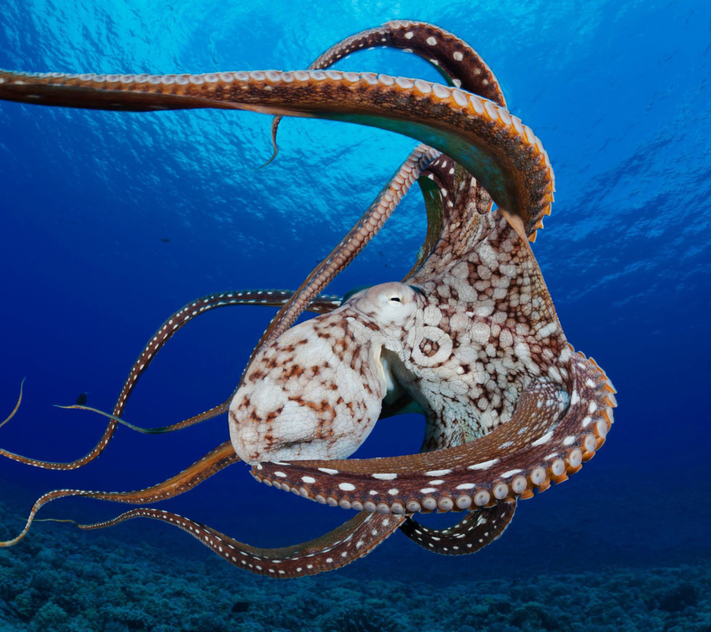 Octopus in the Atlantic Ocean wallpaper 1440x1280