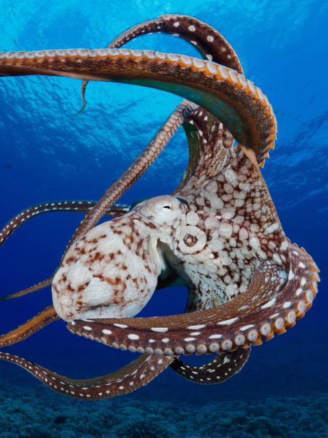 Octopus in the Atlantic Ocean wallpaper 480x640