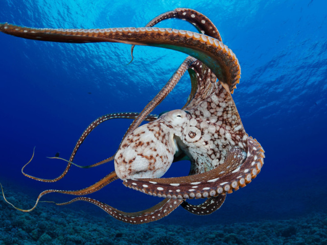 Octopus in the Atlantic Ocean wallpaper 640x480