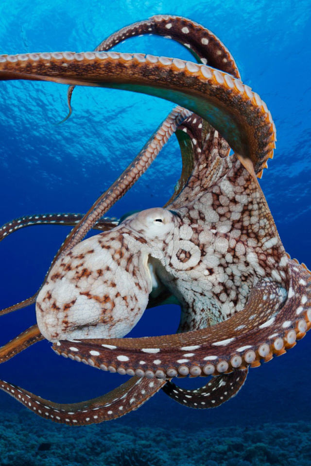 Das Octopus in the Atlantic Ocean Wallpaper 640x960