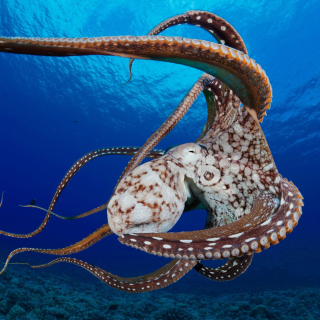 Octopus in the Atlantic Ocean sfondi gratuiti per iPad mini