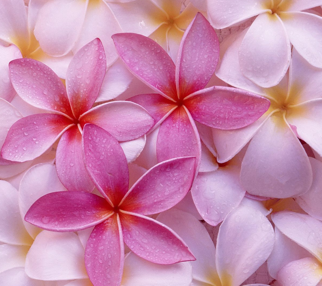 Thai Flowers - Frangipani, Plumeria wallpaper 1080x960