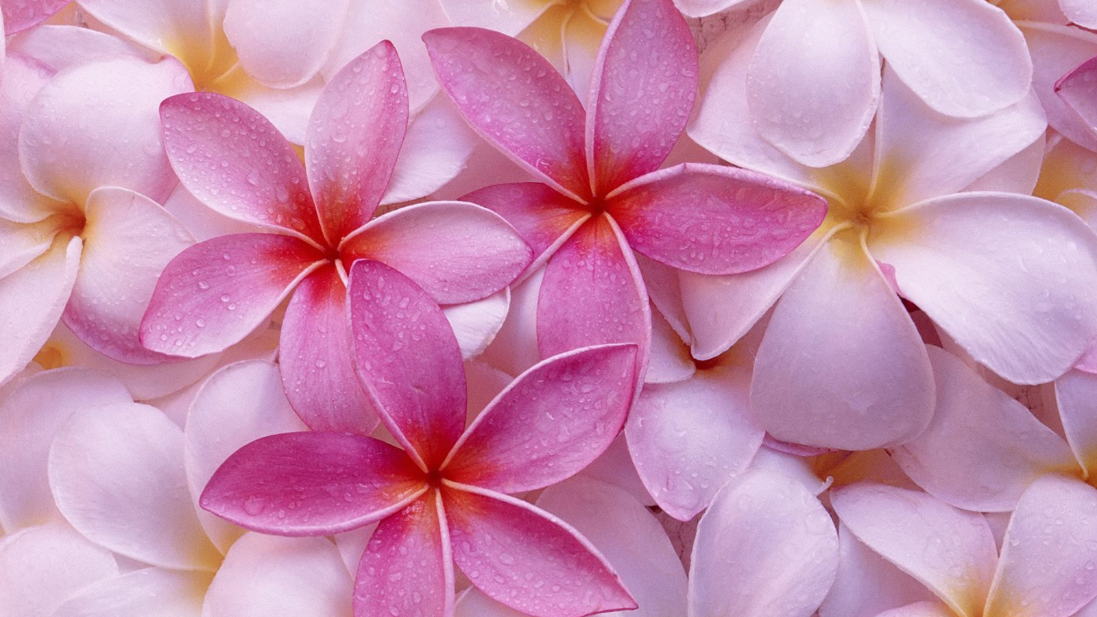 Screenshot №1 pro téma Thai Flowers - Frangipani, Plumeria 1600x900