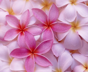 Screenshot №1 pro téma Thai Flowers - Frangipani, Plumeria 176x144