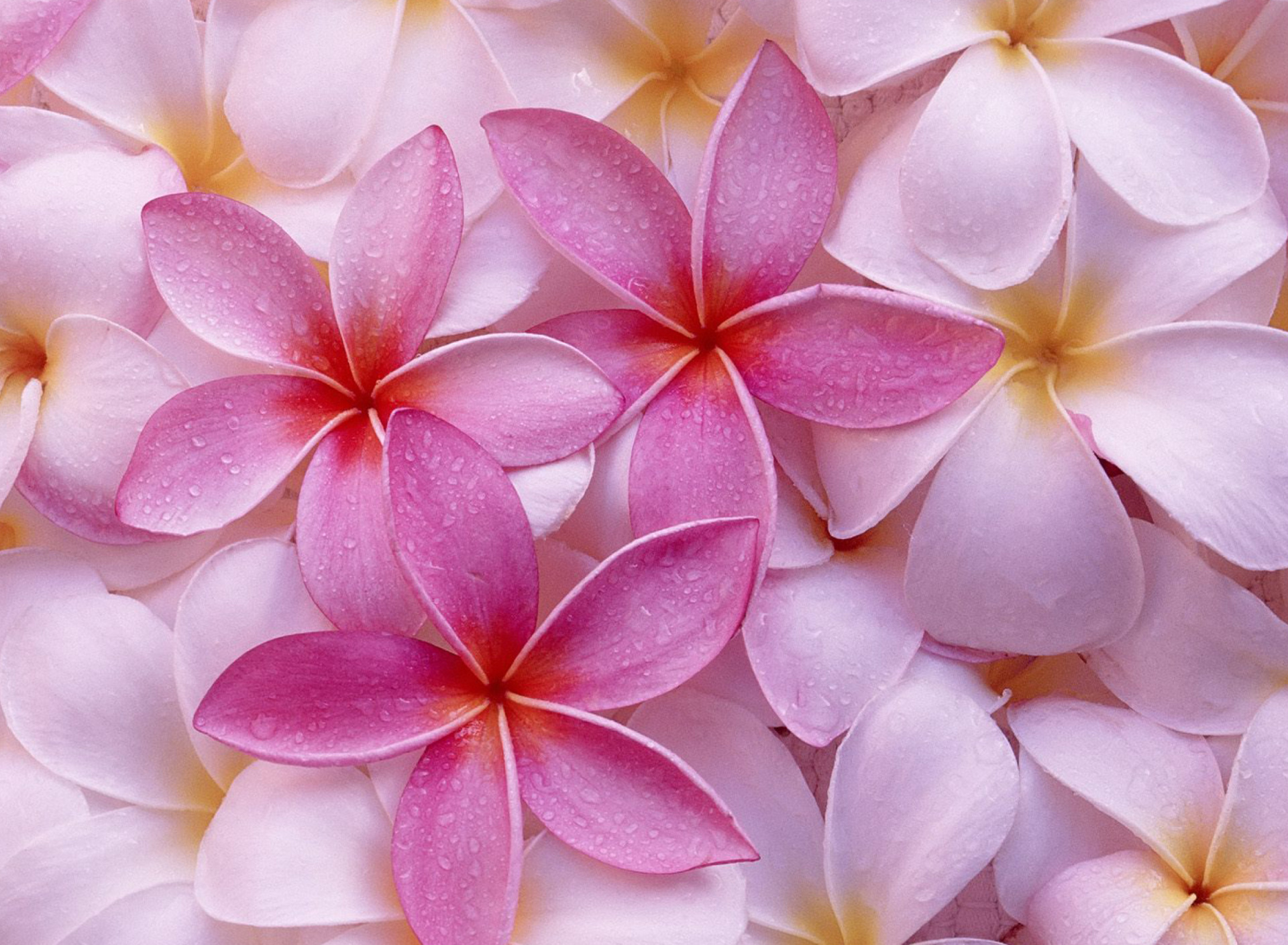 Thai Flowers - Frangipani, Plumeria screenshot #1 1920x1408