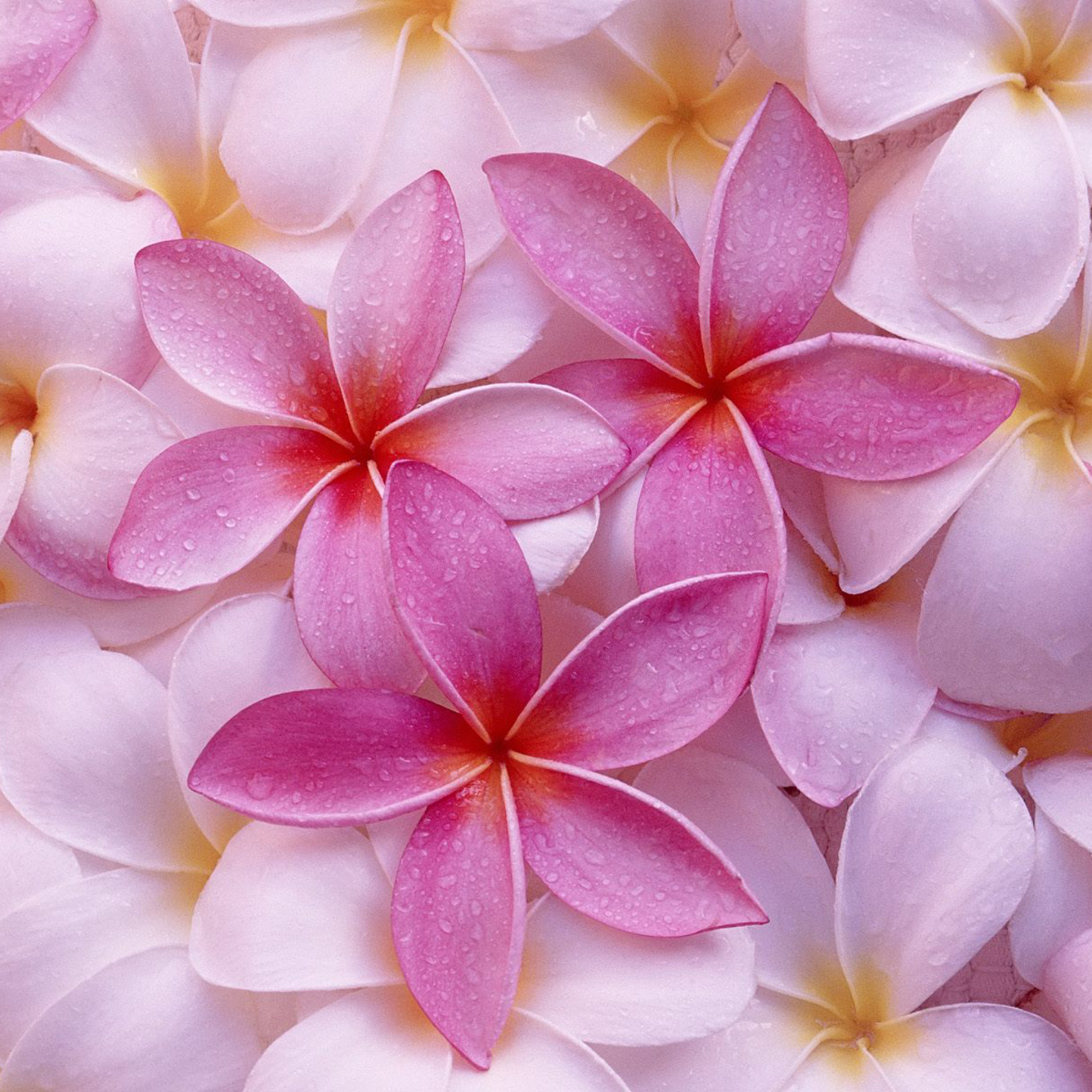 Screenshot №1 pro téma Thai Flowers - Frangipani, Plumeria 2048x2048