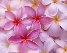 Screenshot №1 pro téma Thai Flowers - Frangipani, Plumeria 220x176