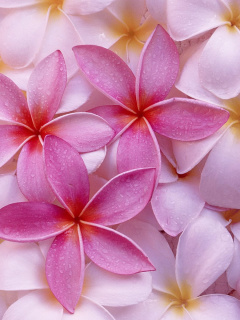 Screenshot №1 pro téma Thai Flowers - Frangipani, Plumeria 240x320