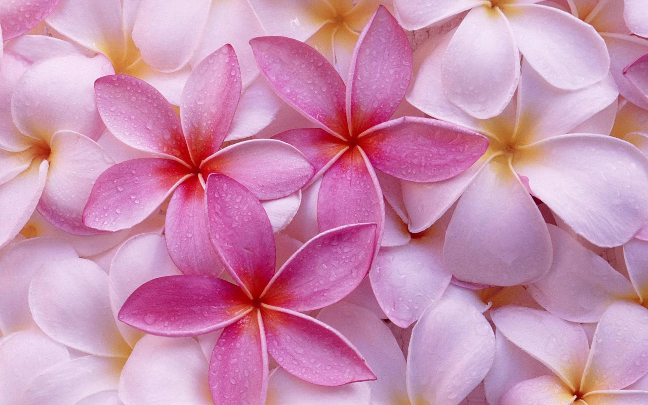 Screenshot №1 pro téma Thai Flowers - Frangipani, Plumeria 2560x1600