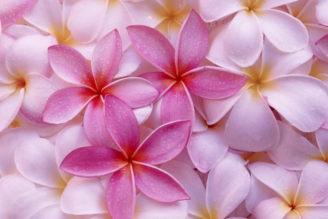Fondo de pantalla Thai Flowers - Frangipani, Plumeria 480x320
