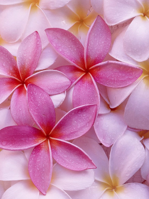 Screenshot №1 pro téma Thai Flowers - Frangipani, Plumeria 480x640