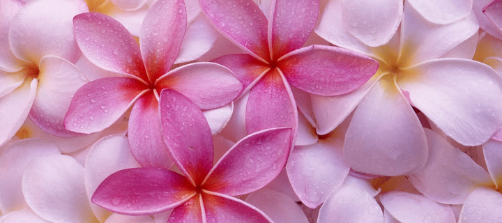 Screenshot №1 pro téma Thai Flowers - Frangipani, Plumeria 720x320