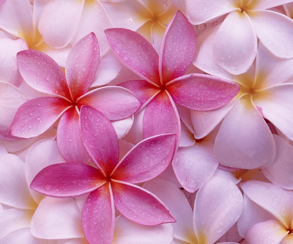 Fondo de pantalla Thai Flowers - Frangipani, Plumeria 960x800