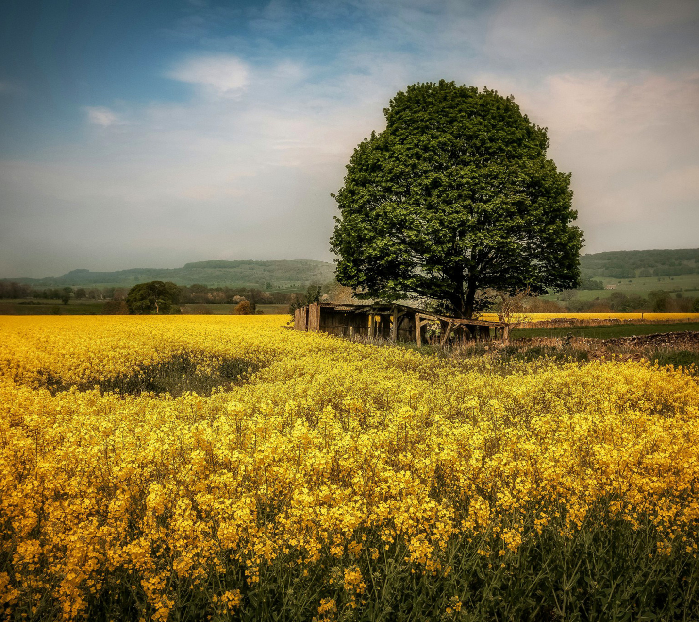 Sfondi Field in Belarus 1440x1280