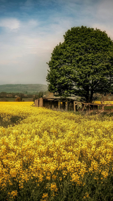 Fondo de pantalla Field in Belarus 360x640