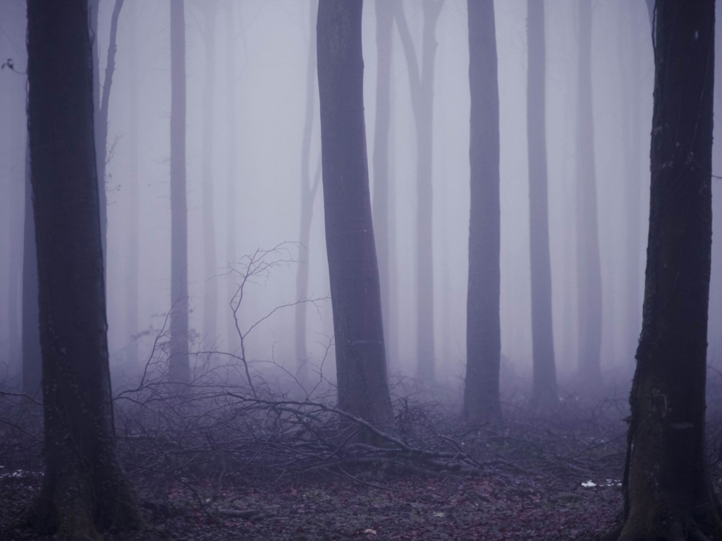 Violet Fog In Forest screenshot #1 1024x768