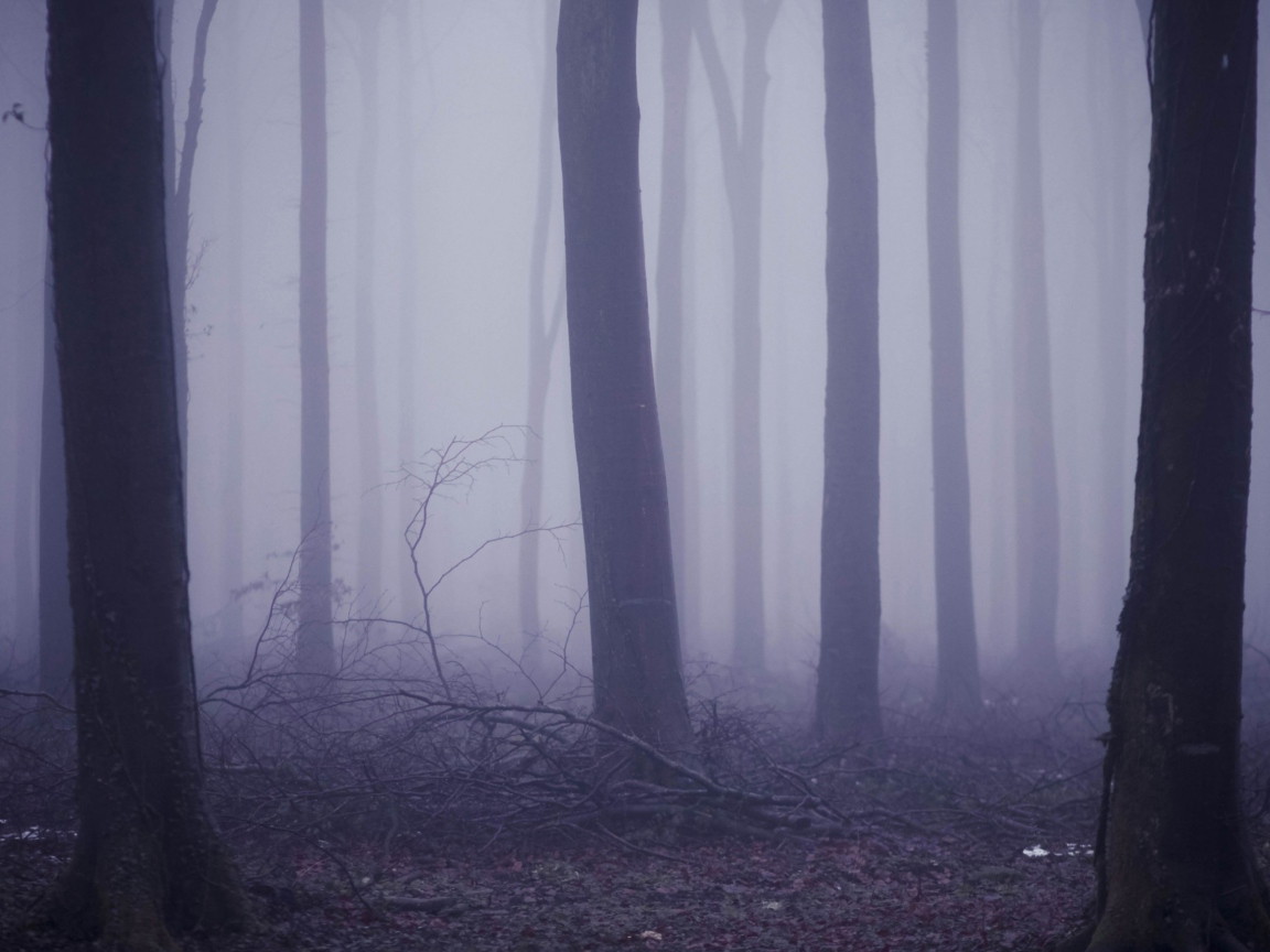 Violet Fog In Forest wallpaper 1152x864