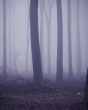 Fondo de pantalla Violet Fog In Forest 128x160