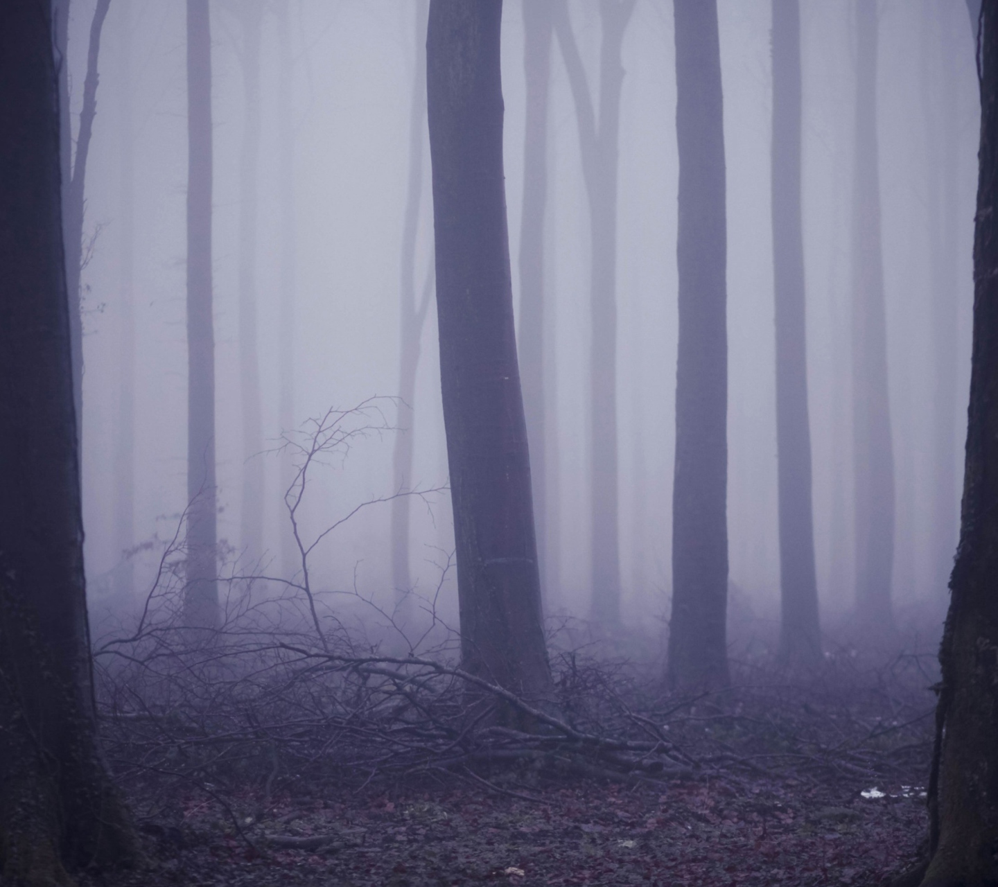 Fondo de pantalla Violet Fog In Forest 1440x1280