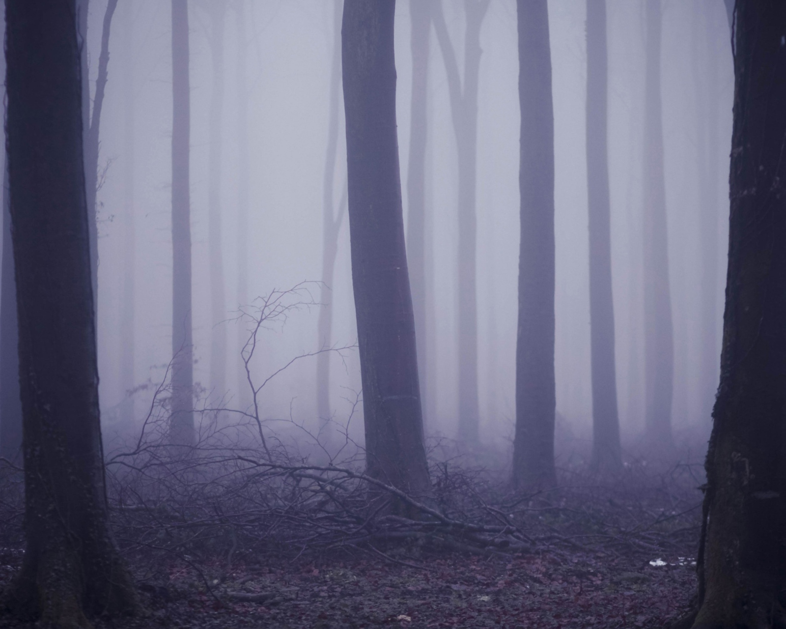 Screenshot №1 pro téma Violet Fog In Forest 1600x1280