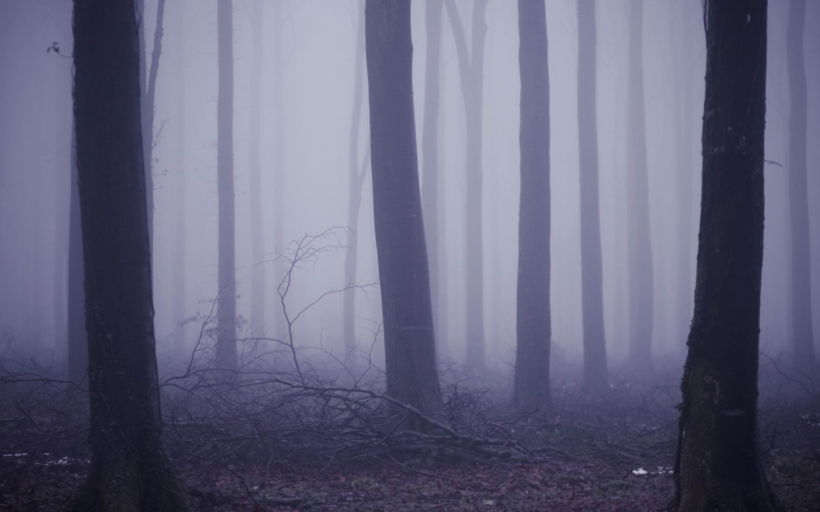 Обои Violet Fog In Forest 1680x1050