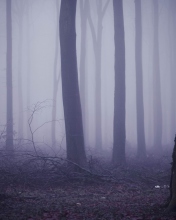 Fondo de pantalla Violet Fog In Forest 176x220