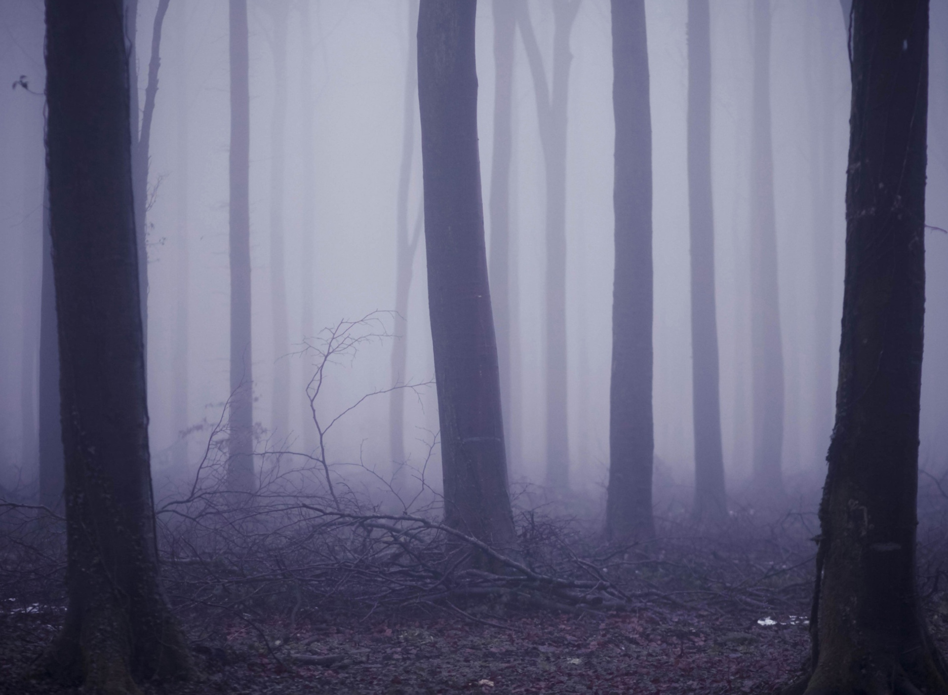 Fondo de pantalla Violet Fog In Forest 1920x1408