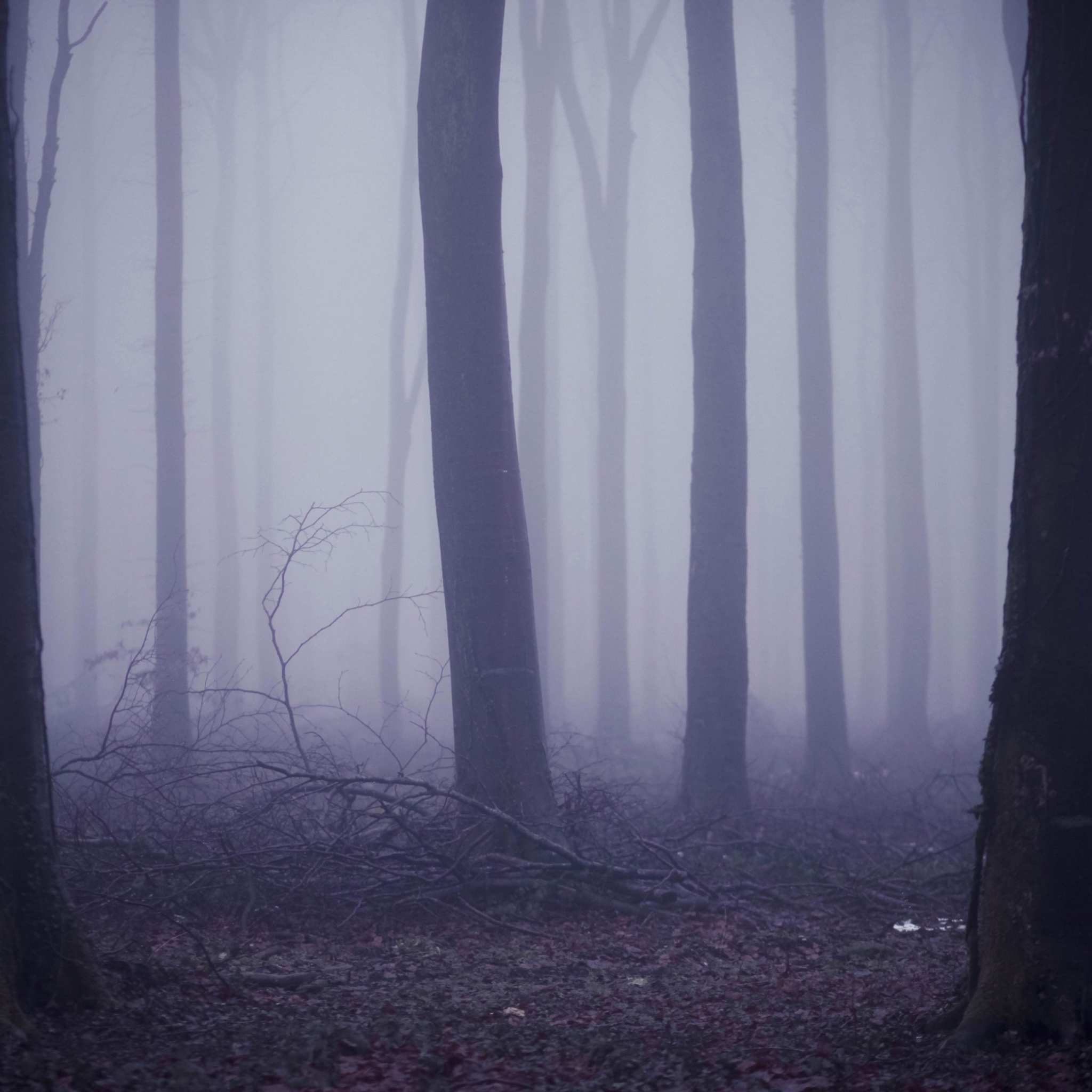 Sfondi Violet Fog In Forest 2048x2048