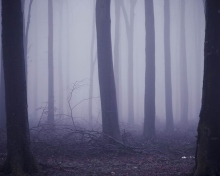 Fondo de pantalla Violet Fog In Forest 220x176