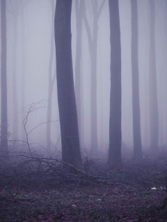 Sfondi Violet Fog In Forest 240x320