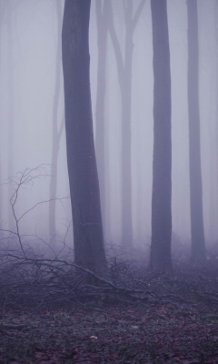 Sfondi Violet Fog In Forest 240x400