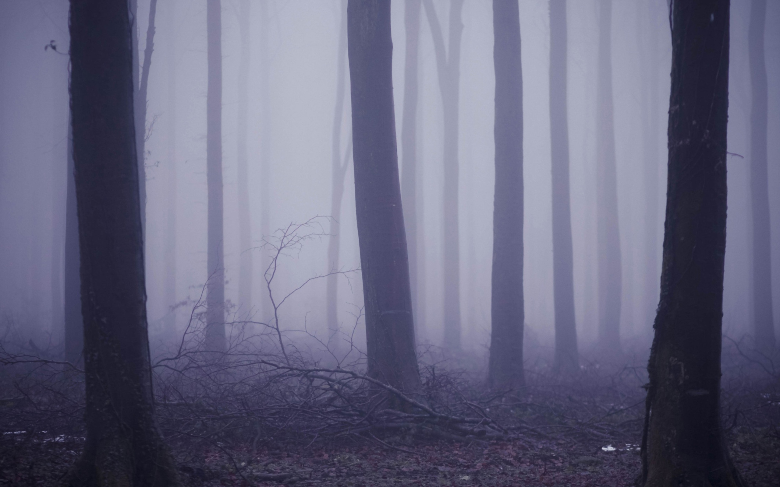 Violet Fog In Forest screenshot #1 2560x1600