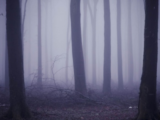 Das Violet Fog In Forest Wallpaper 320x240