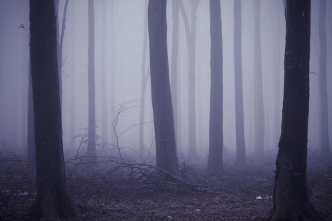 Fondo de pantalla Violet Fog In Forest 480x320