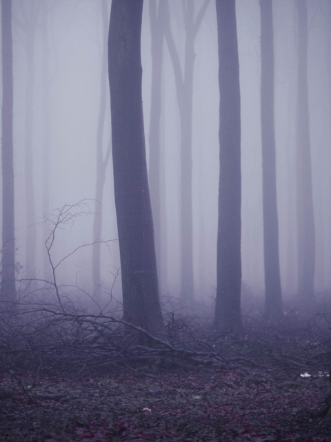 Fondo de pantalla Violet Fog In Forest 480x640