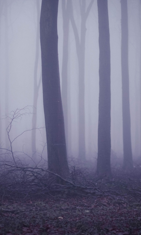 Fondo de pantalla Violet Fog In Forest 480x800