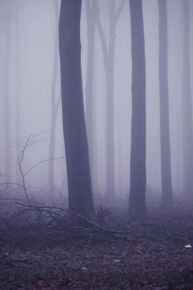 Fondo de pantalla Violet Fog In Forest 640x960