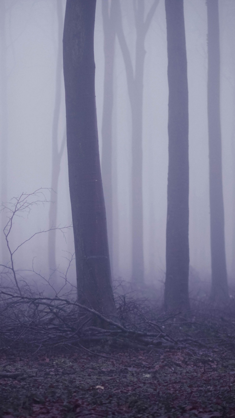 Das Violet Fog In Forest Wallpaper 750x1334