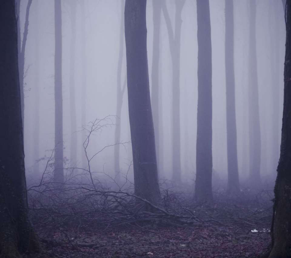 Fondo de pantalla Violet Fog In Forest 960x854