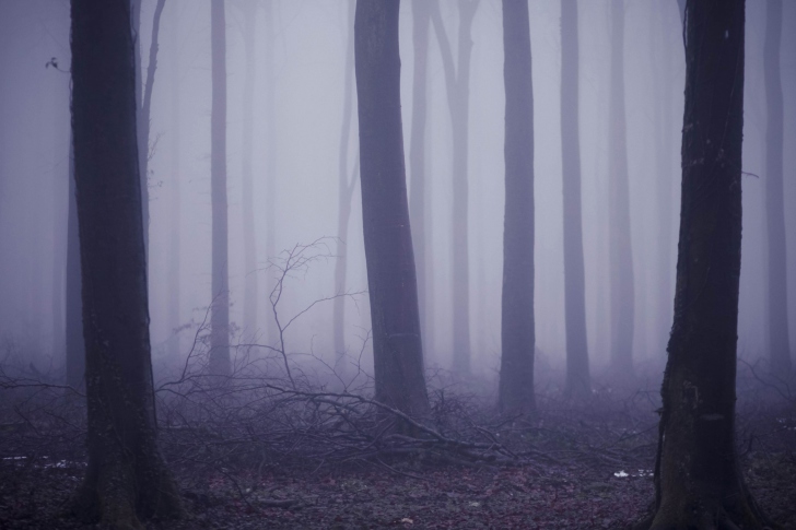 Sfondi Violet Fog In Forest