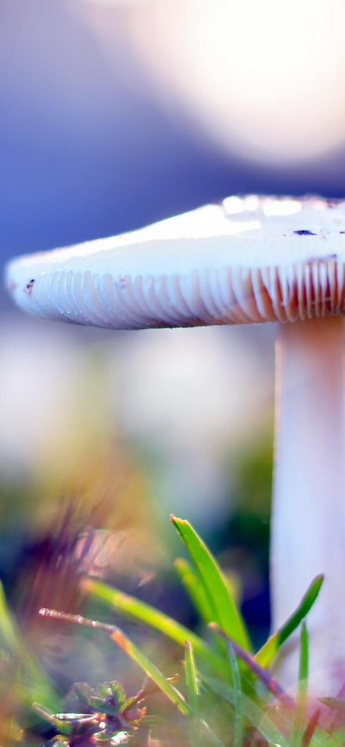 Fondo de pantalla Mushroom Bokeh 1170x2532