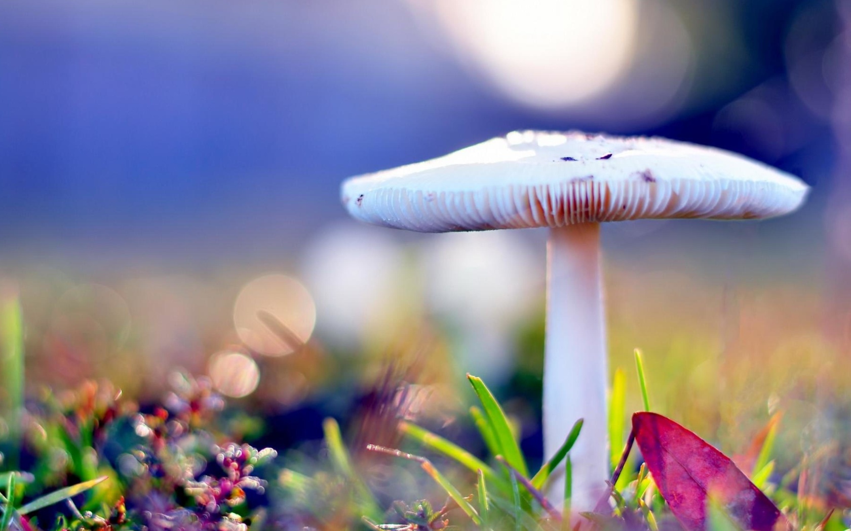 Mushroom Bokeh wallpaper 1680x1050